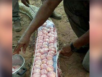 Buzağı yediği sanılan yılanın karnından çıkanlar herkesi dehşete düşürdü