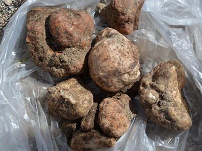 Şanlıurfa’da Keme Mantarını Bulan Köşeyi Dönüyor