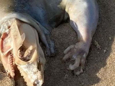 Avusturalya’da bulunan bu tuhaf yaratık dünya gündemine oturdu