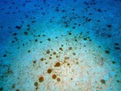 Antalya’da İnsan Tenini Yakan Denizanası İstilası Tespit Edildi