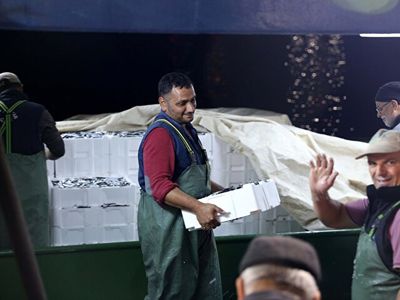 Denizde Hamsi Bereketi: Yüzlerce Kasa Hamsi Avlandı, Kilosu 10-15 TL'ye Düştü!