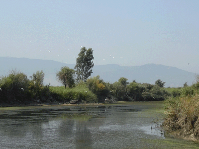 Büyük Menderes Nehri'ndeki Kuraklık Balıkların Ölümüne Neden Oldu