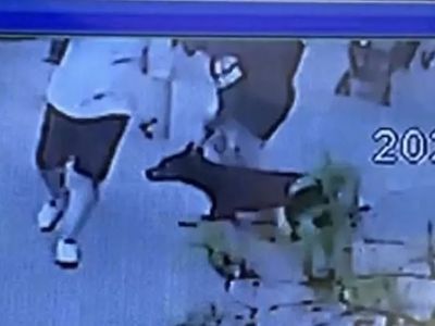 İstanbul’da korkutan olay! Köpeğe yaptıkları ağızları açık bıraktı! Linç edilmekten son anda kurtuldu