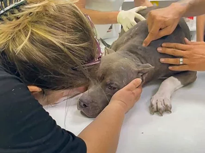 Adana'da Köpeğine Şiddet Uygulayan Kadına Şaşırtan Ceza
