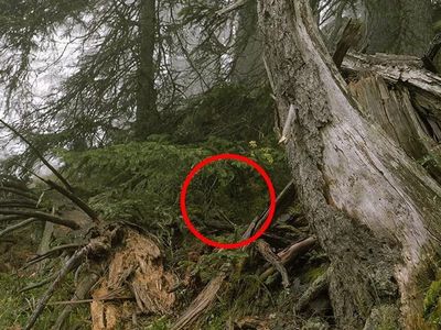 Ne güzel değil mi yeşil, yeşil... Peki ayrıntıyı fark edebildiniz mi?