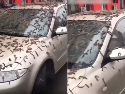 Çin'de korkutan görüntü! Solucan yağmurunun nedeni belli oldu