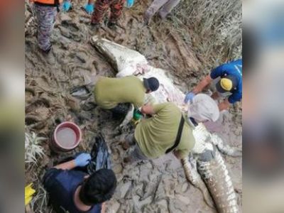 Bir anda nehirden çıkıp genç bir çocuğu yutan timsah yakalandı ve karnı açıldı içinden çıkanlar herkesi şoke etti