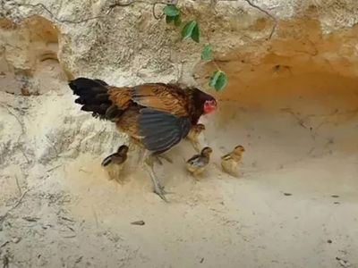 Anne tavuğun pitona karşı yavrularını koruyuşu sosyal medyada gündem oldu