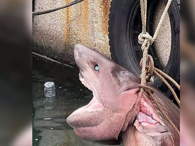 Mersin’de altı tane solungacı olan köpek balığını görenler küçük dilini yuttu!!