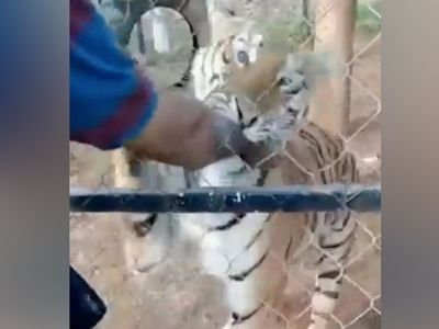 Elini verdi kolunu alamadı! Zavallı adam vahşi kaplanın kurbanı oldu o anlar anbean kameralara yansıdı kalbi olan izlemesin