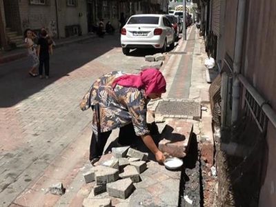 İstanbul’da şehrin içinde yılan görüldü