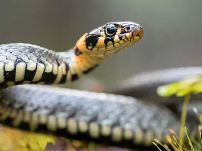 Türkiye'de engerek yılanı görüldü tek bir zehri bile insanı öldürmeye yetiyor! Kimse evinden çıkmasın aman diyelim