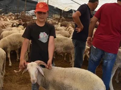 2021 Kurban Fiyatları Ne Kadar Oldu?