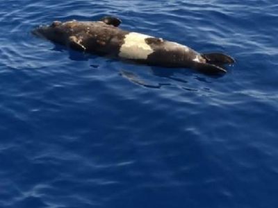 Muğla’da Nesli Tükenme Tehlikesi Olan Ölü Foka Otopsi Yapılacak