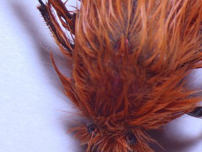 2 Bin 340 Rakımda Keşfedildi, Rengi Şaşkına Çevirdi