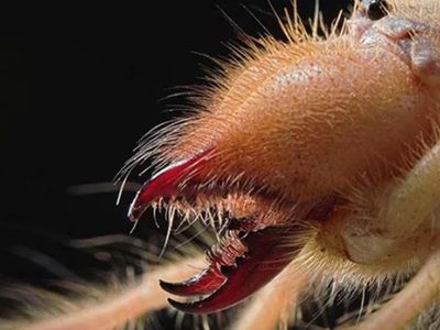 Adıyaman’da zehirli örümcek istilası! Sarıkız örümceği 1 metre zıplıyor ve tek ısırığıyla et koparıyor