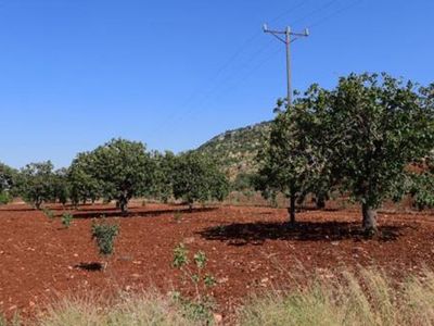 Şanlıurfa'da 8 Yaşında Tarlada Vurulan Çocukla İlgili Gerçek Ortaya Çıktı