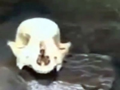 Türkiye'de korku dolu anlar! Çöpten çıkan yaratığı görenler gözlerine inanamadı