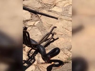 Karabük’te korku dolu anlar! Arabanın jantından çıkan yılan bütün mahalleyi ayağı kaldırdı