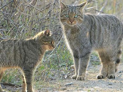 Karakulaktan Vaşağa Türkiye'de Yaşayan Yabani Kedi Türleri Nelerdir?