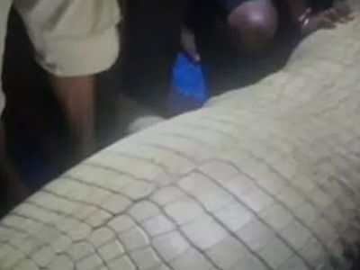 Timsahın karnından çıkanlar herkesi şoke etti! Günlerdir kayıp olan zavallı adam meğerse çoktan yemek olmuş işte o görüntüler