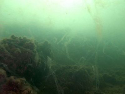 Marmara Denizi'nde Görülen Deniz Salyasının Sebebi Ne?
