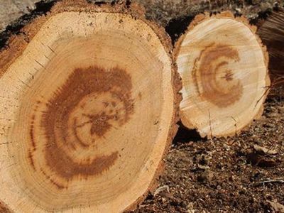 Kesilen Ağacın İçinden Türk Bayrağı Figürü Çıktı