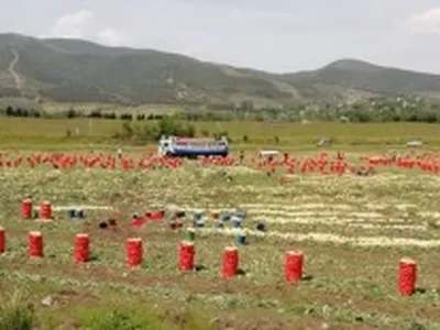 Amik Ovası'nda Soğan Hasadı Başladı