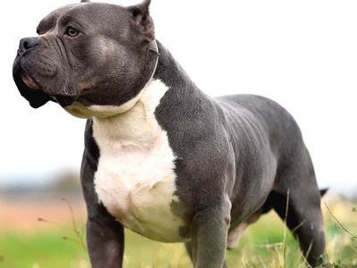 Evde Bakılması Yasak Olan Köpek Türleri Nelerdir?