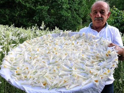 Tokat'ta Zambak Satarak Para Kazanıyor