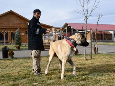 Safkan Sivas Kangalı’nın Bakımı da Sivaslılar Tarafından Yapılıyor