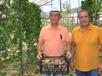 Almanya'dan Türkiye'ye Passiflora Yetiştirmek İçin Döndü, Kilosunu 76 Liradan Satıyor