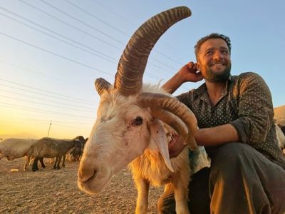 5 Boynuzlu Koç Satışa Çıkarıldı