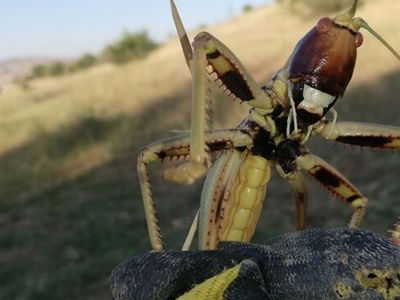 Batman’da Tarlada Etçil Çekirge Görüldü