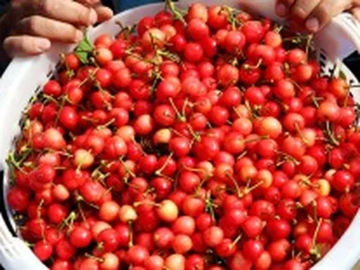 Sezonun İlk Kirazı Açık Artırmayla Kilosu 400 Liradan Alıcı Buldu