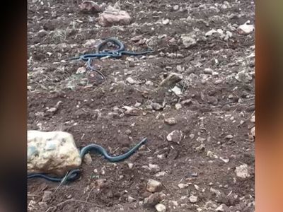 Görüntüler endişe verici! Kahramanmaraş'da boyu 2 metreyi geçen yılanlar bulundu