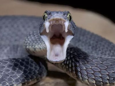 Küçük bebek engerek yılanının kurbanı oldu! Annesi fark edene kadar zehir yayıldı bebeğin son halini görenler inanamadı
