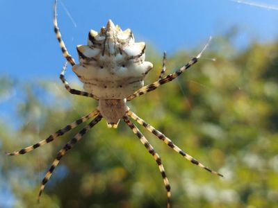 Kendi eşini yiyerek beslenen örümcek Samsun'da ortaya çıktı