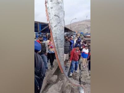 Kehanet iddiaları güçlendi! Balıkçıların ağına takılan bu yaratık kıyametin habercisi oldu