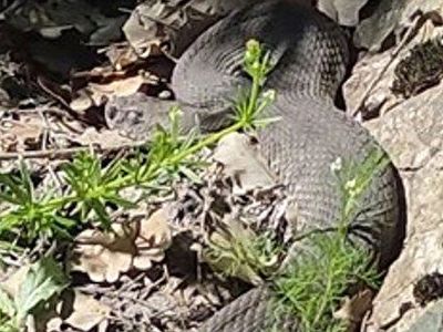 Dev yılanlar mahalle sakinlerini korkuttu Elazığ'da yılan paniği yaşandı
