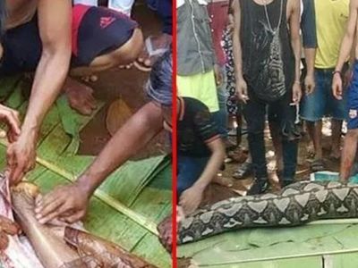 Dünyayı dehşete düşüren görüntüler! Dev piton zavallı kadını tek lokmada diri diri yuttu...
