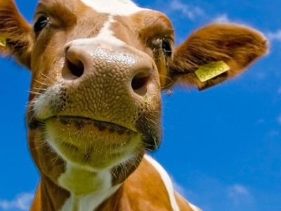 Ülkeyi ayağa kaldıran anlar: Ahırda inekle cinsel ilişkiye girmek isterken diğer inekler tarafından ezildi!