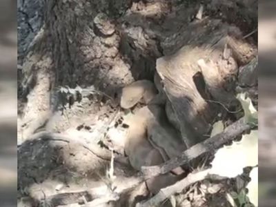Yılanlar sürü halinde dolaşmaya başladı! Mağaradan çıkan yılanların boyu vatandaşları paniğe sürükledi bir damlası adımı öteki tarafa götürür