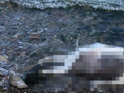 Kocaeli  Sahilde El ve Ayakları Bağlı İşkence Görmüş Erkek Cesedi Bulundu