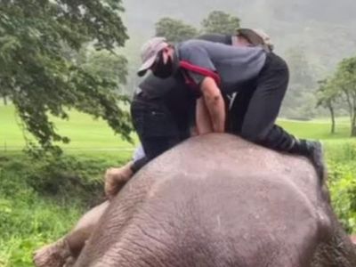 Acı içinde bağıran fili gören ekipler yardıma koştu! Gördükleri karşısında şaşkına uğradı