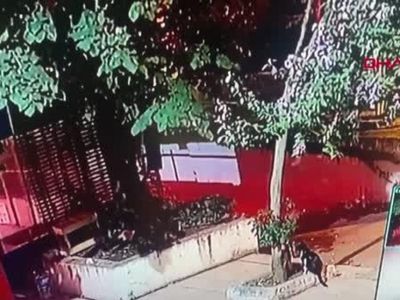 Üsküdar'da Kediyi İşkence Ederek Öldüren Şahıs Tutuklandı