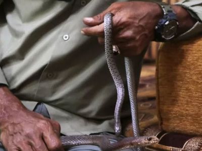 Bu adam çıldırmış! 33 yıldır yılanlarla yaşıyor ailesi artık onlar olmuş bir de onlara aşık