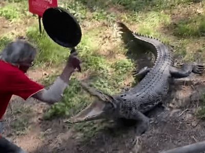 Böylesi ne duyuldu ne de görüldü! Timsaha tavayla saldıran yaşlı adam bir an bile korkmadı o görüntüler izleyenleri şaşkına çevirdi