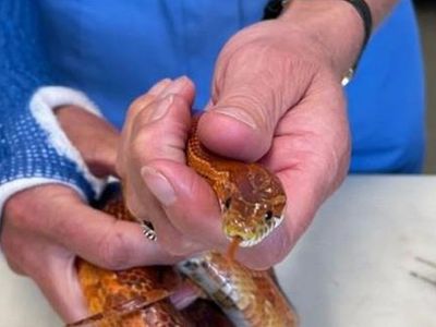 Bu nasıl iş? Yılanlar her yeri sardı! İhbar üzerine eve giden yılan uzmanı hayatının şokunu yaşadı