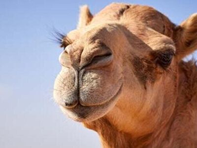 Suudi Arabistan'da Şaşırtan Olay! Botokslu Develer Güzellik Yarışmasından Diskalifiye Edildi